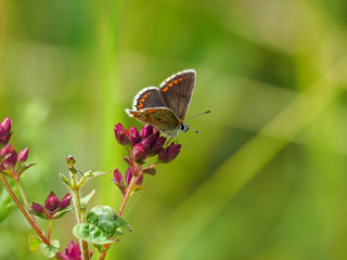 Brown Argus ( Aricia agestis ) on Marjoram