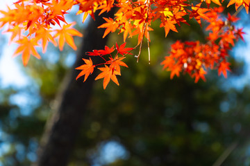 Naklejka na ściany i meble maple leaf red autumn sunset tree blurred background