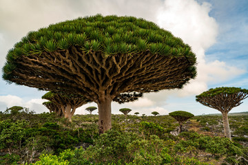 Dragon Blood Tree is an endemic plant in Socotran Archipelago of Yemen in Indian Ocean - obrazy, fototapety, plakaty