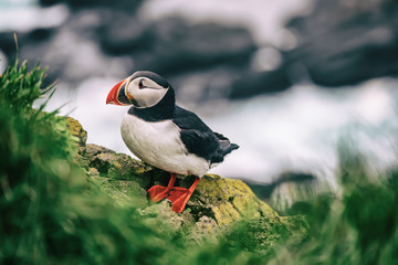 Single atlantic puffin