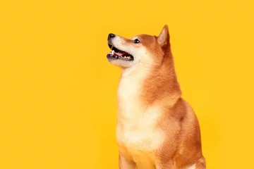 Rolgordijnen Happy shiba inu dog on yellow. Red-haired Japanese dog smile portrait © vaneeva