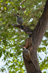 Pair of woodpeckers perched on a tree branch