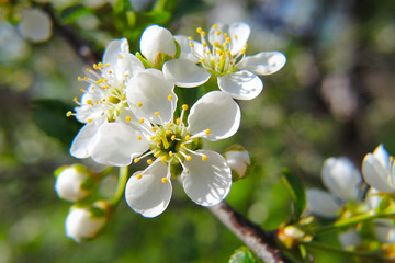 White flower of an apple tree close-up. Petals, pistils, stamens. Spring and flowering plants....