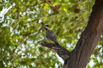 Woodpecker perched on a tree branch
