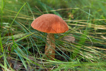 Leccinum aurantiacum - edible mushroom. Fungus in the natural environment. English: red-capped...