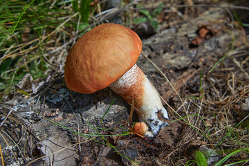 Leccinum aurantiacum - edible mushroom. Fungus in the natural environment. English: red-capped...