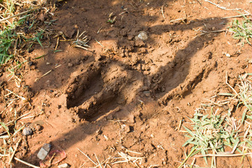 Deer tracks ,Deer footprints  In the morning
