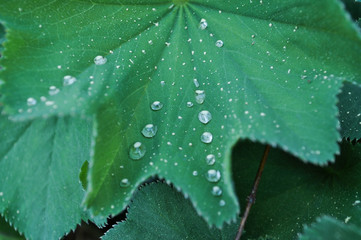 Dew water drops on leaf