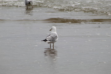 seagull on the beach