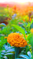 Flower marigold