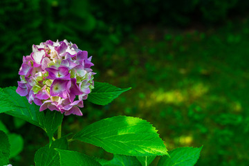 Large inflorescences of hydrangea are pale purple on blurry green background of evergreen garden. Selective focus. Close-up. Lyrics and calm. Nature concept for design. There is place for text.