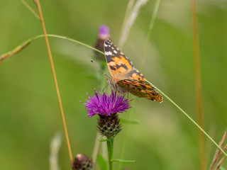 Painted lady butterfly ( Vanessa cardui )