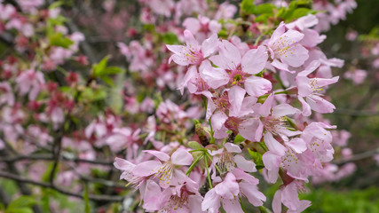 Fototapeta premium The close up of beautiful pink sakura flower branch (cherry blossom).