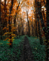 Lismullin Forest Co. Meath Ireland 