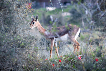 the Palestine mountain gazelle, the Israeli deer. Walks, and eats green grass with winter flowers, isolated by a blurred background. Jerusalem Forest, Israel. Scientific name: Gazella gazella gazella