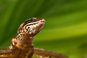 lizard on a rock isolated on leaf background
