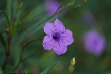 purple flower in the garden