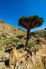 Dragon Blood Tree is an endemic plant in Socotran Archipelago of Yemen in Indian Ocean