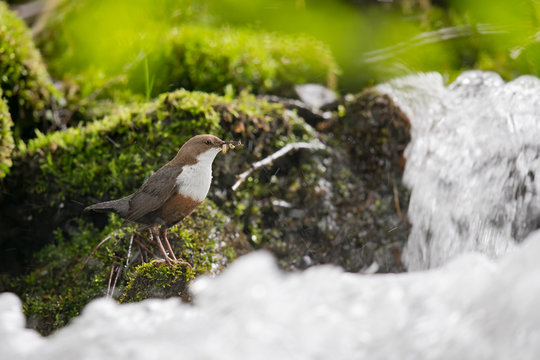 Wasseramsel im Wildbach