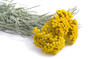 Yellow helichrysum flowers