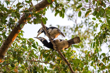0riental pied hornbill (Anthracoceros albirostris) is an Indo-Malayan pied hornbill