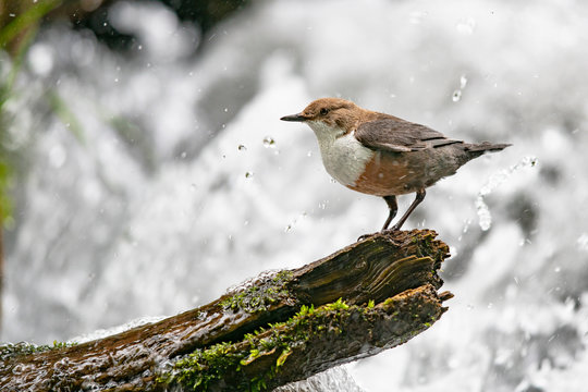 Wasseramsel im Wildbach