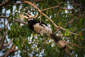 0riental pied hornbill (Anthracoceros albirostris) is an Indo-Malayan pied hornbill