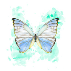 Naklejka na ściany i meble Hand drawn watercolor butterfly Morpho Godarti on splattered background