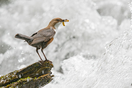 Wasseramsel im Wildbach