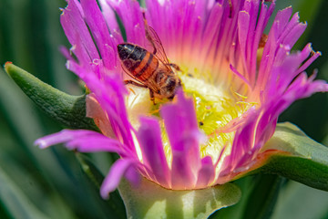 bee on a flower