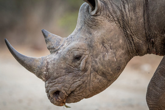 111 882 Beste Rhinozeros Bilder Stock Fotos Vektorgrafiken Adobe Stock