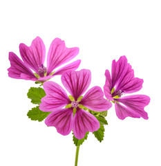 Mallow plant with flowers