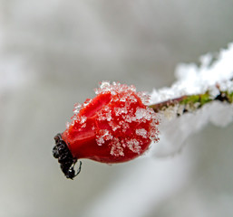 Hagebutten im Winter