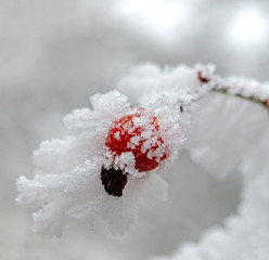 Hagebutten im Winter