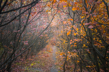 Many shrubs and trees of the park reserve. Beautiful forest landscape. Dense thickets of young trees in the autumn forest. Narrow path folded by foliage.