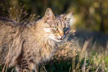 Naklejka na ściany i meble An animal in the forest basks in the sun. Closeup portrait of a homeless cat. A gray cat is sitting in the tall grass. The concept of wild life in nature.