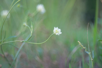  There is a small wild flower in the park. Beautiful background photo of nature. A delicate white flower on a thin green stem is close-up.