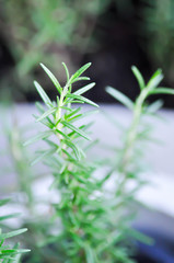 rosemary, rosemary plant