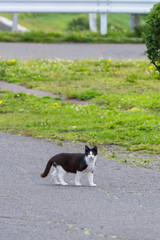 田舎の野良猫