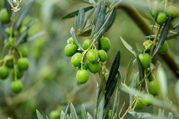 Green olives