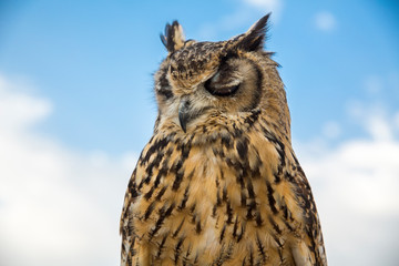 Owl sleeping