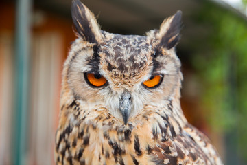 Owl orange eyes