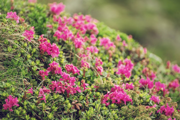 Rhododendron flowers in nature