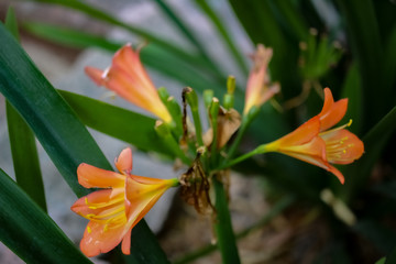 orange lily flower in garden
