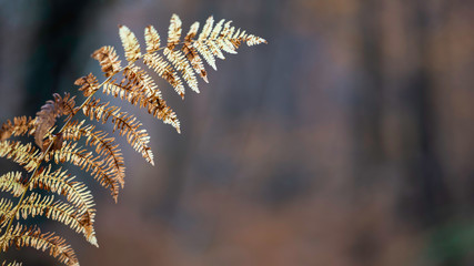 Woodland scene