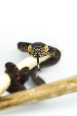 Serpiente.
