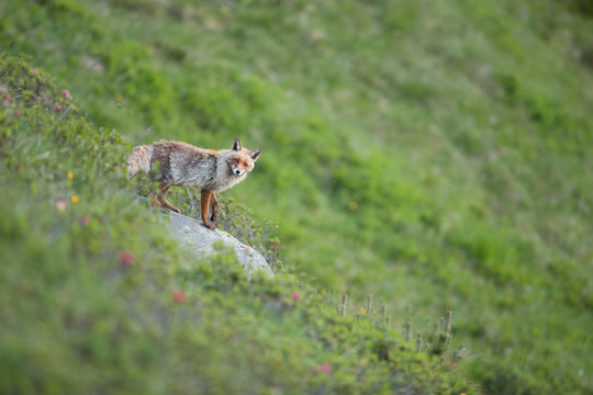 Fuchs in der Tiroler Bergen