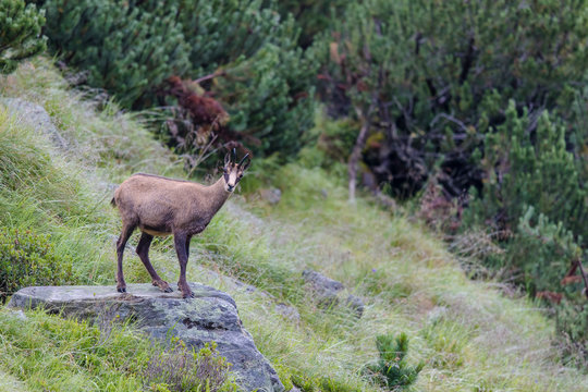 G&auml;mse in den Bergen Tirols