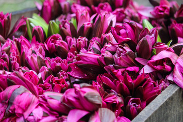Lotus flower on the bucket