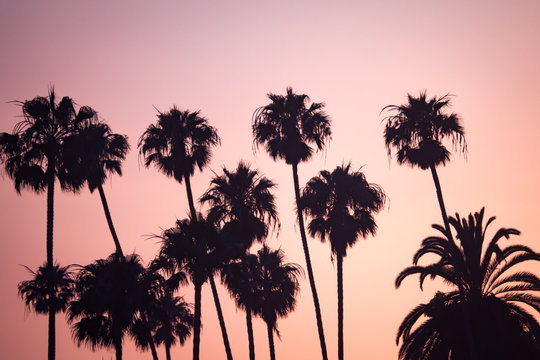 Pink Sunset Sky Behind Tropical Palm Trees